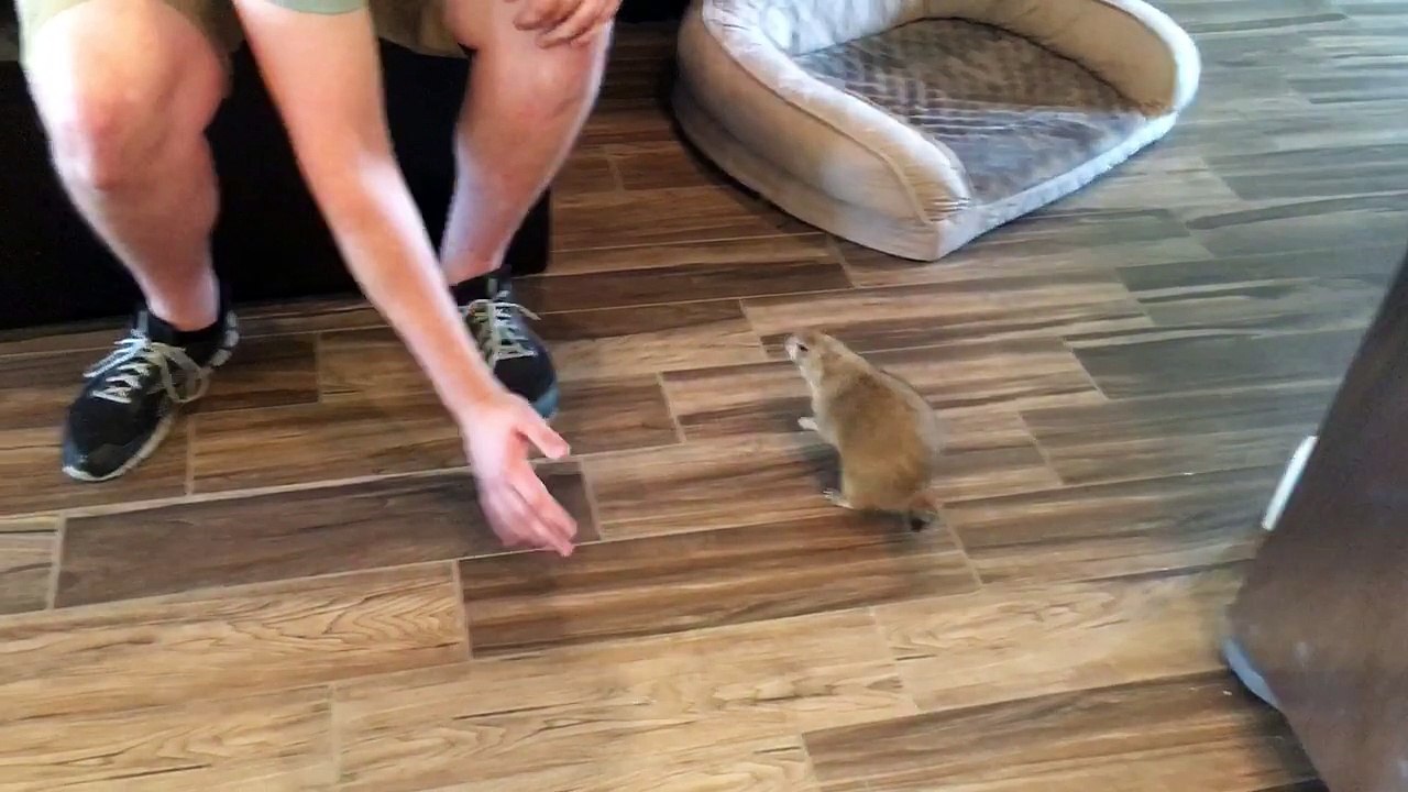 Peanut the Prairie Dog