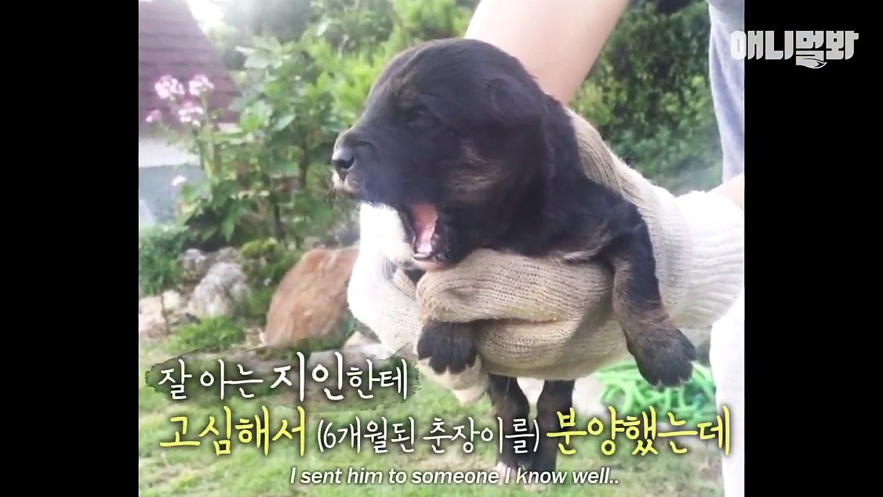 떠돌이 삽살개, 어렵게 찾은 주인을 보자마자 하는 행동이..