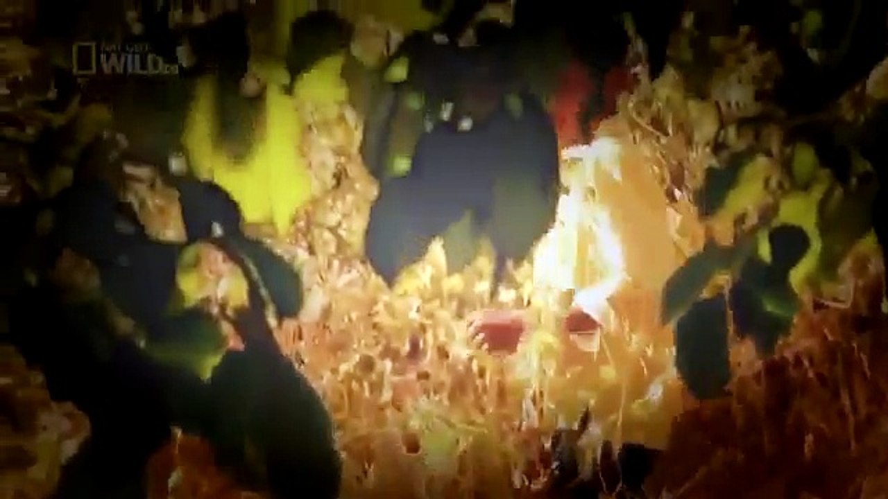 Recorded Best 20 Animal Attacks (Wild Attack Documentary)