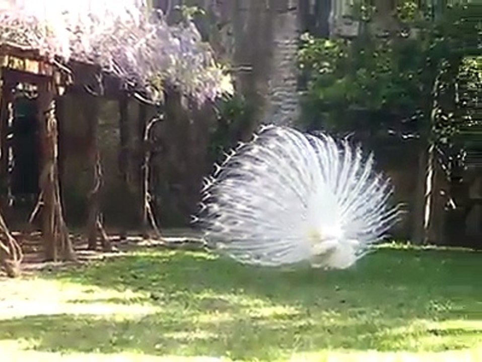 peacock