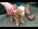 Cute Baby Goats - A Cute And Funny Baby Goats Compilation -- NEW HD