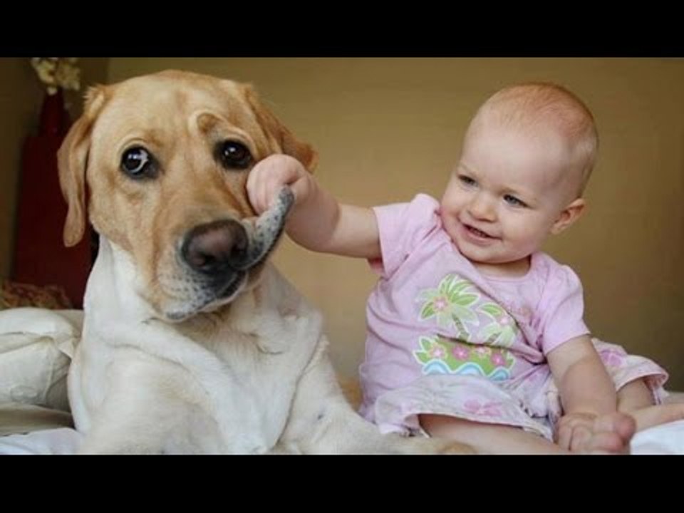 Babies Laughing Hysterically at Dogs Compilation (2017)