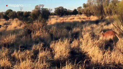 Mientras paseaba por la pradera se topó con una manada de canguros