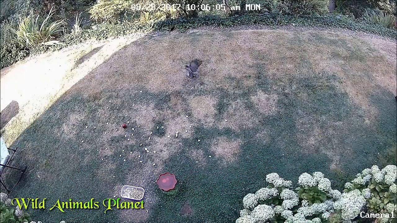 Wildebeest vs 6 Cheetah vs Baboons vs Wild Pigs vs Wild Dog vs Tiger vs Lion vs Lion