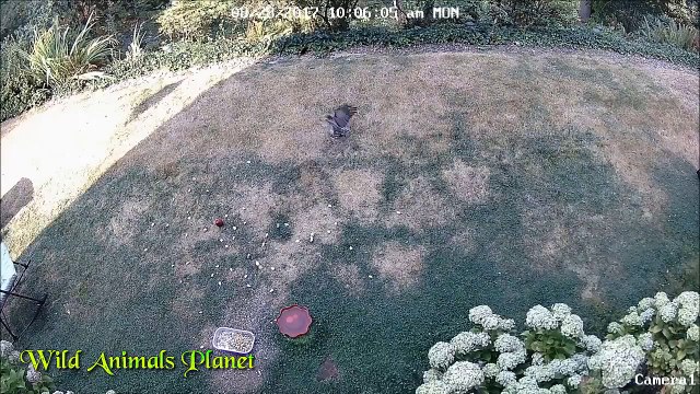 Wildebeest vs 6 Cheetah vs Baboons vs Wild Pigs vs Wild Dog vs Tiger vs Lion vs Lion