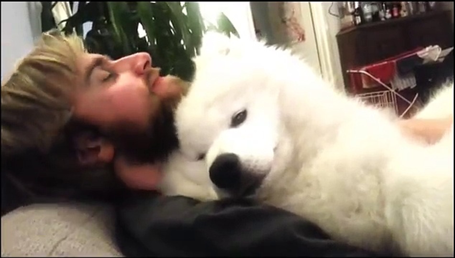 甘えん坊のサモエド子犬がかわいすぎ ご主人の腕の中で幸せそうなもふもふサモエド子犬 Video Dailymotion