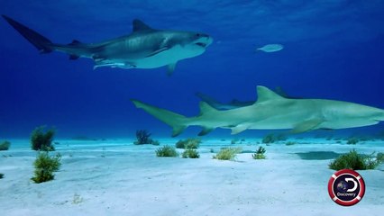 Land of Sharks – A Road Trip Through Time. Presented by Volkswagen | SHARK WEEK