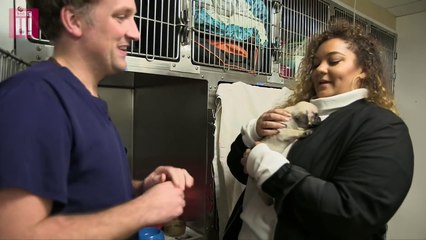 Pumpkin the Pug - The Cost of Cute: The Dark Side of the Puppy Trade - BBC Three