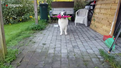 Conozca al perro que podría salir en un musical de Broadway