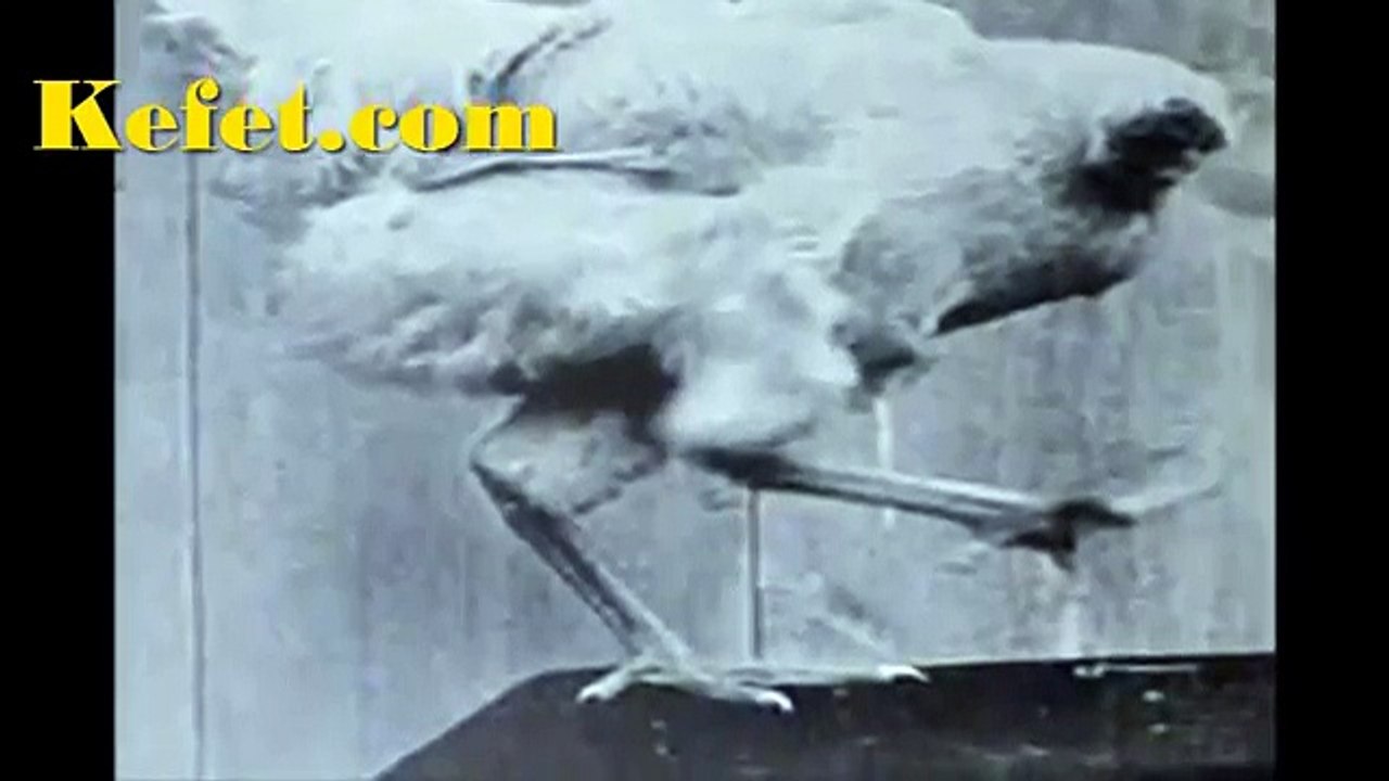 አንገቱ ከታረደ በኋላ ለ 2 አመታት በህይወት የቆየው ተአምረኛ ዶሮ።