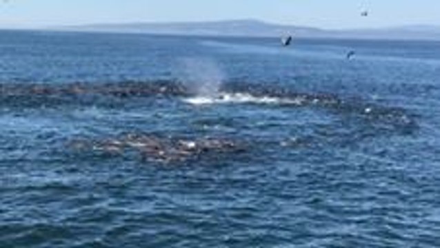 Humpback Whales and Sea Lions Feed on a School of Anchovy in Monterey Bay