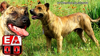 CIMARRON URUGUAYO - PODEROSO PERRO PARA CAZA MAYOR Y GUARDIA