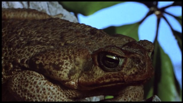 Frogs (1972) - Official Trailer #1 (HD)