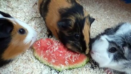 13 Things You Need to Know before You Get Guinea Pigs