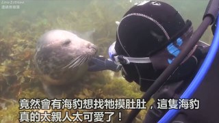 海豹「一直拉他手」讓潛水員超困惑，直到牠往後一躺…才秒懂「這是狗吧」？！所有網友都笑噴啦！