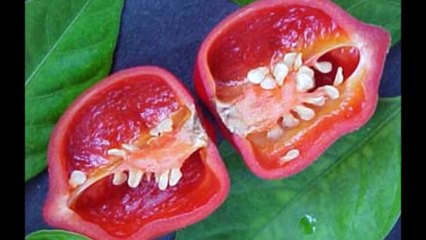 Top Ten Hottest Chilli Peppers in the World 2017