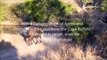Dangerous Cape Buffalo (Black Death) attacks & kills Lions
