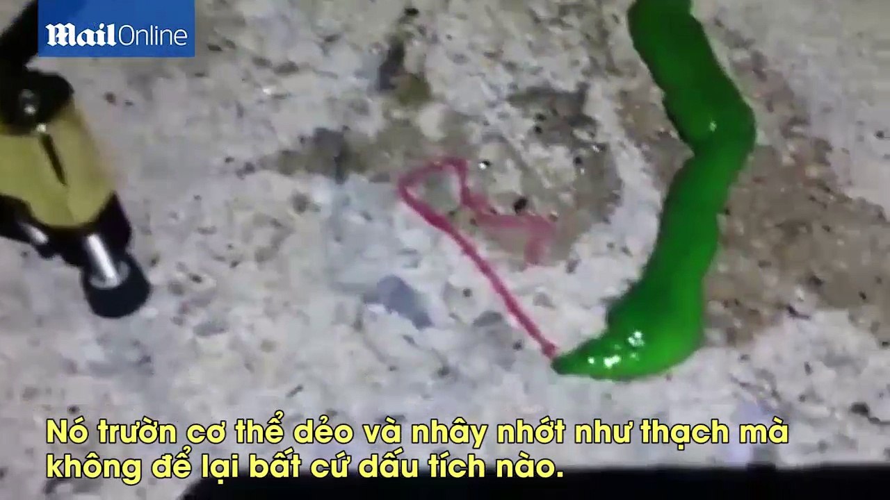 Thoạt nhìn tưởng rắn lục, người dân hốt hoảng vì sinh vật này còn đáng sợ hơn thế!