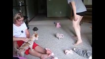 Cute Baby Micro Teacup Pigs - Animal Compilations 2016!