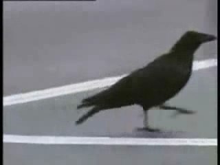 Corbeau trés intelligent