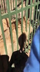 Un rugbyman gallois mordu par un lion !