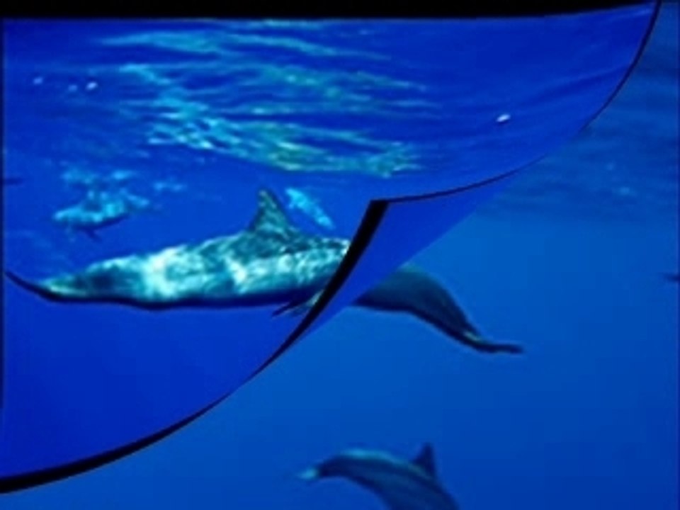 dolphins