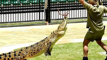 13 Shocking Animal Encounters