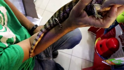 FUI OBRIGADO A DEVOLVER AS MINHAS IGUANAS ...