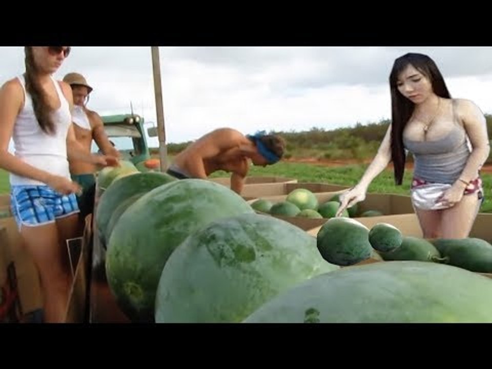 Automatic Harvesting Machine Latest Technology Farming