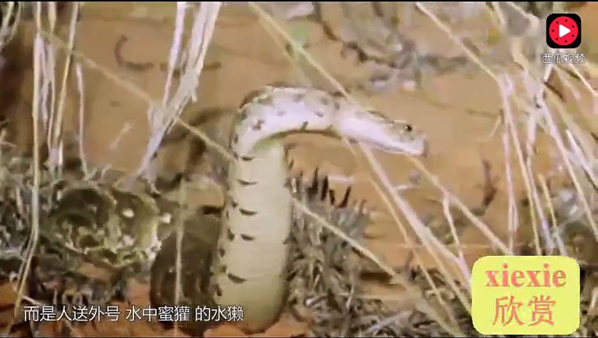 鳄鱼，你是不是傻，水獭都把你包围了，你还不知道跑？