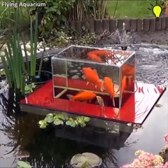 Ces poissons rouges peuvent nager hors du bassin... Magnifique