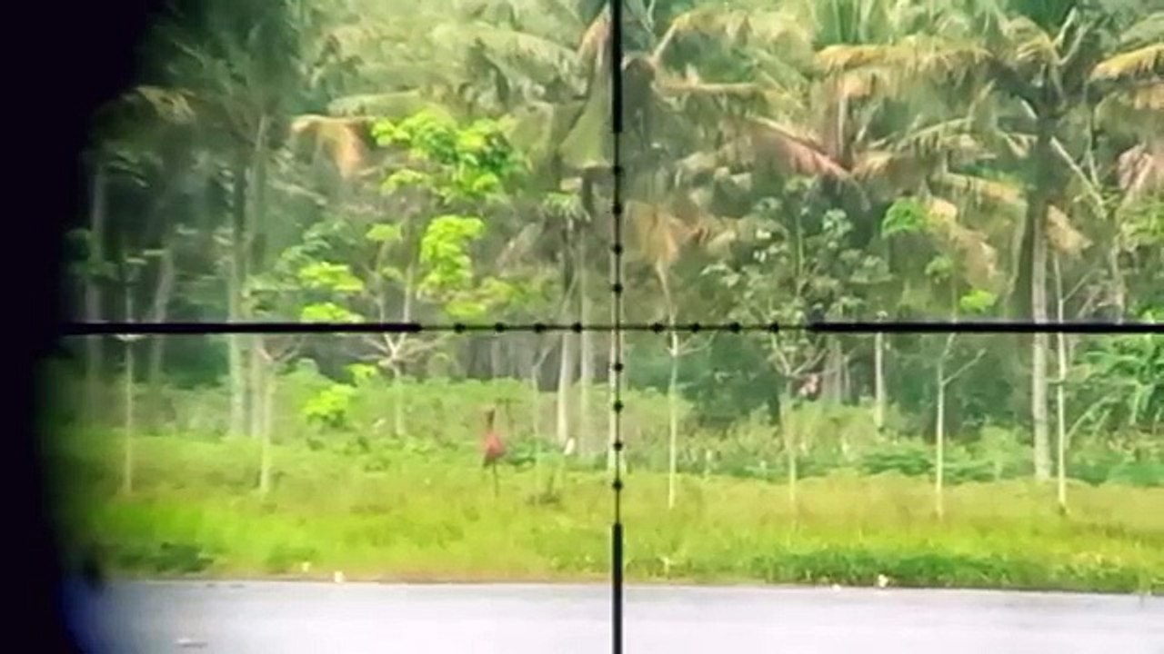 Hunting belibis