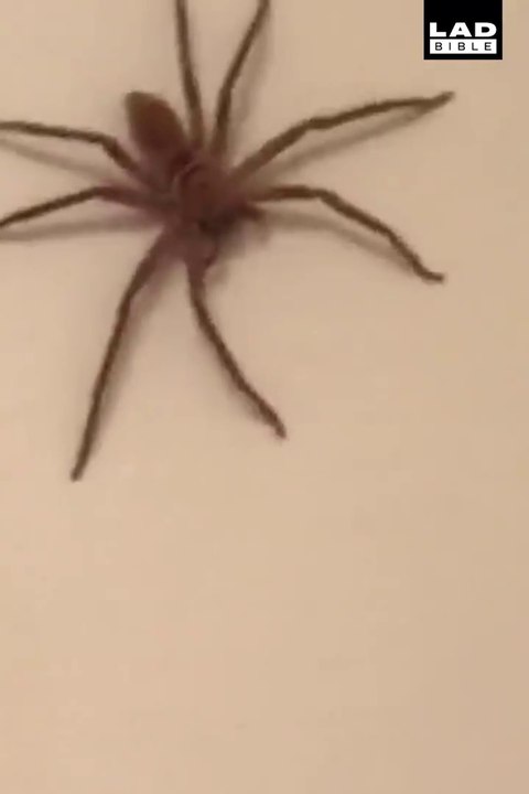 Quand tu vois les bébés, la mère n'est jamais très loin... Araignée géante