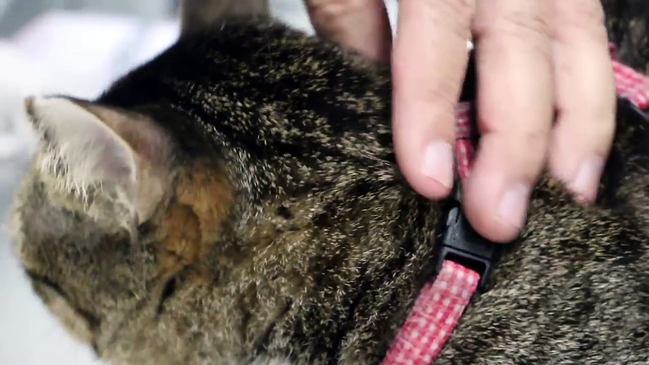 A cat has swollen conjunctiva in the left eye