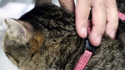 A cat has swollen conjunctiva in the left eye