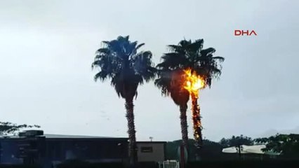 Antalya Acil Servisin Önündeki Ağaca Yıldırım Düştü