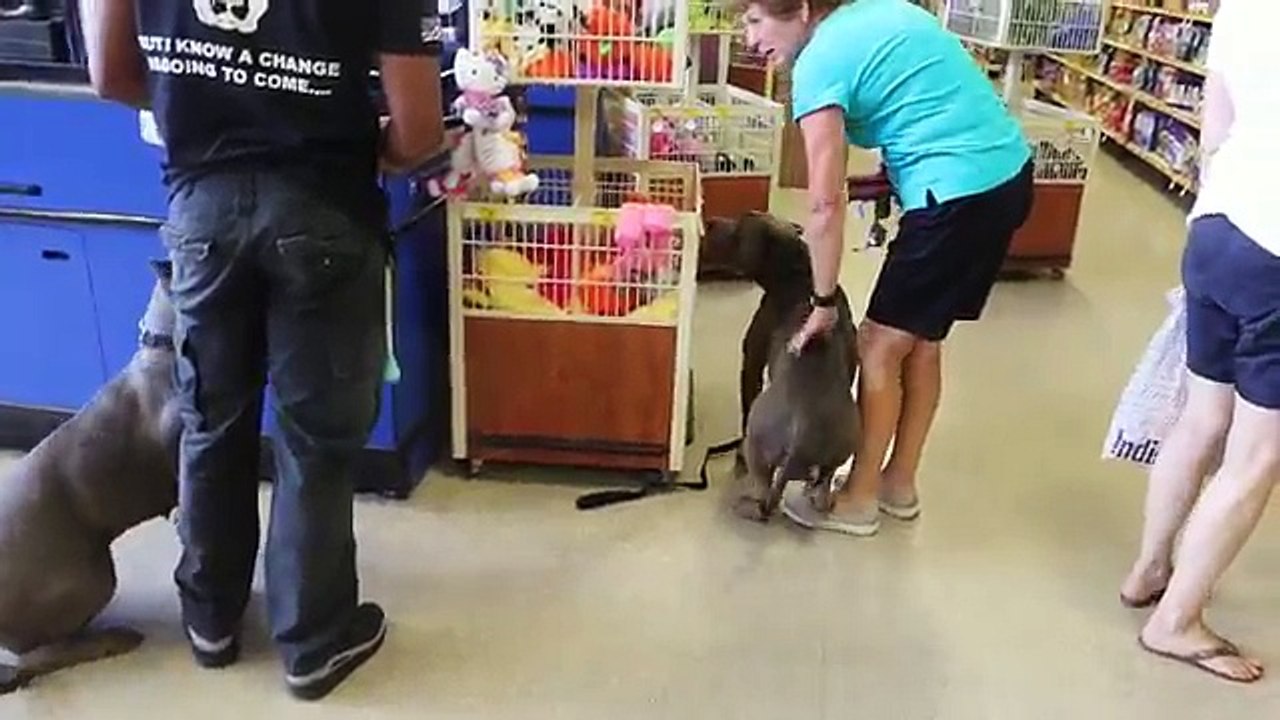 Best ultimate pit bull protection guard dog attack trained family pitbull k9 Achilles