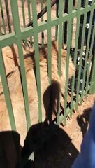 Le talonneur gallois Scott Baldwin mordu par un Lion