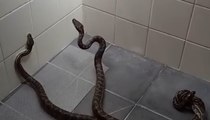 Mom Walks Into Bathroom To Find A Pair Of Two-Meter Pythons Fighting
