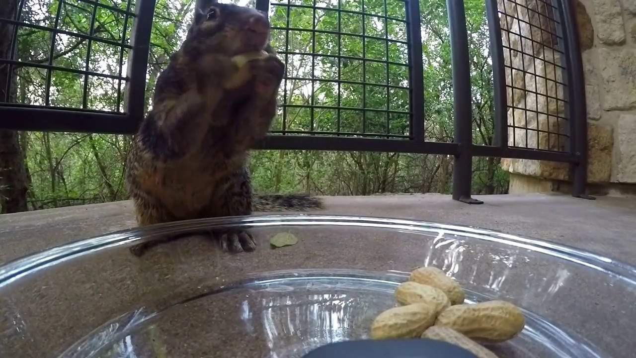 Combien de cacahuètes cet écureuil peut-il mettre dans sa bouche ?!
