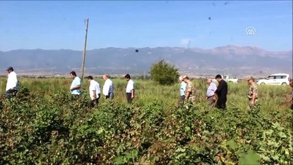 Hassa'da Pamuk Hasadı