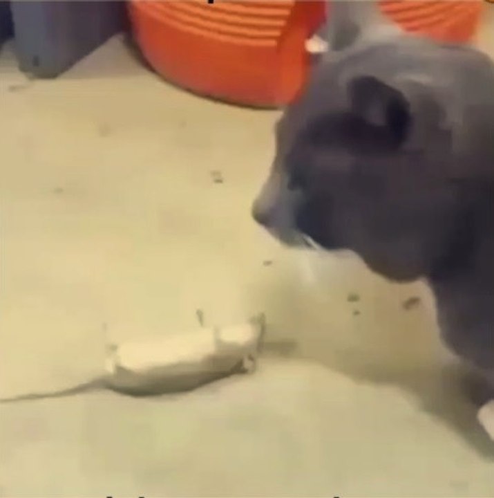 Kedi gitti mi diye çaktırmadan arkasından bakıp, ölü taklidine devam etti