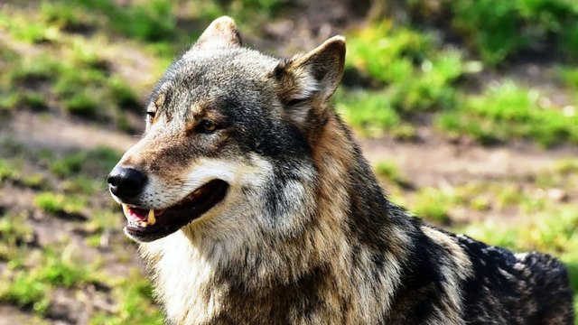 17 organizaciones se unen en defensa del LOBO y denunciando la gestión del gobierno de Asturias