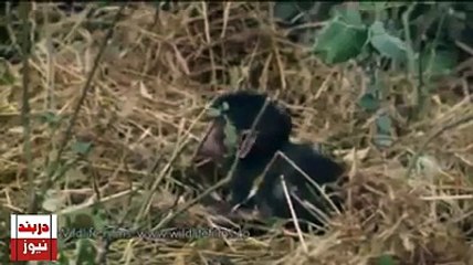 Incredible leopard and baby baboon interaction