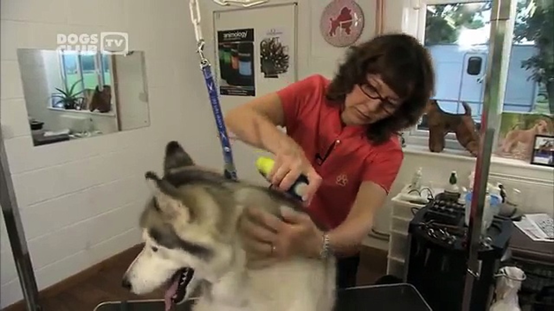 ⁣How to groom a double coated dog - Dog Grooming demonstration