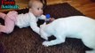 Dogo Argentino Dog Loving And Protecting Baby Compilation - Dog Loves Baby videos