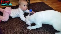 Dogo Argentino Dog Loving And Protecting Baby Compilation - Dog Loves Baby videos
