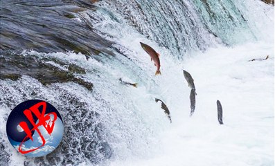 Cá sống khi lội ngược dòng, thuận nước trôi xuôi là cá chết