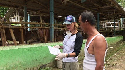 Rescuers race to save animals from Bali volcano