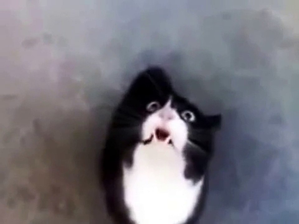 See how animal react when goes Angry...